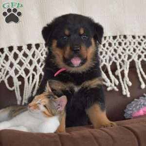 Adina, Rottweiler Mix Puppy